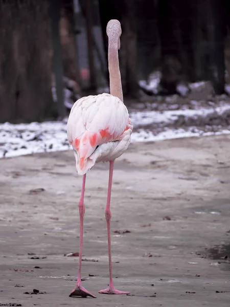 Güzel Pembe Flamingo Yakın Plan — Stok fotoğraf