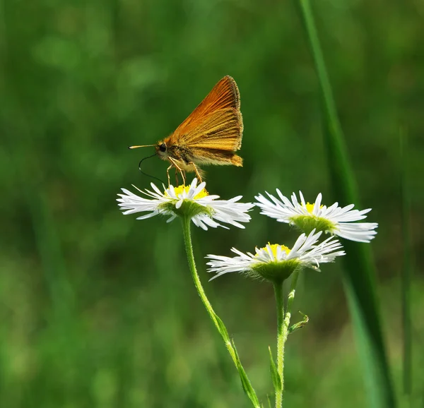 Kleine Oranje Vlinderslag Bij Kamille — Stockfoto