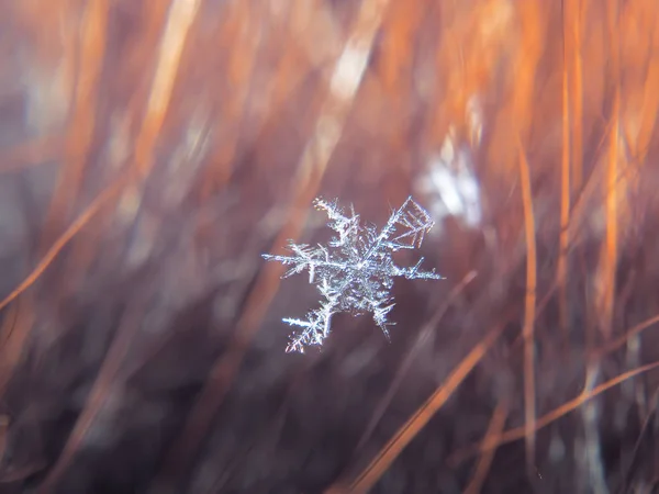 Schneeflocke Schön Auf Dem Bunten Hintergrund Makro — Stockfoto