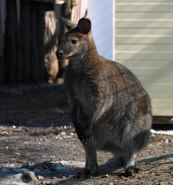 Känguru Aus Nächster Nähe — Stockfoto