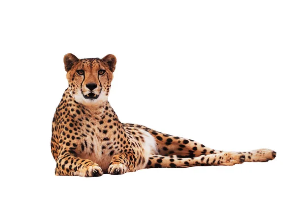 Cheetah Fläckig Isolerade Vit — Stockfoto