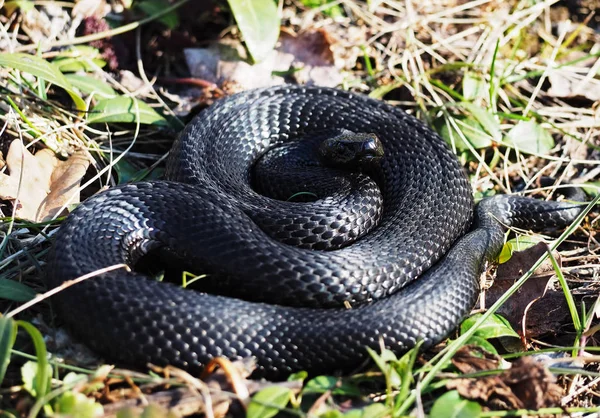 Snake Black Laying Green Grass Curled Ball Looking Camera — Stock Photo, Image