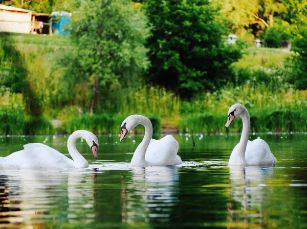 Weißer Schwan Schwitzt Schönen See — Stockfoto