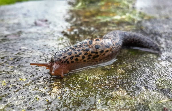 Big Slug Wet Asphalt — Stock Photo, Image