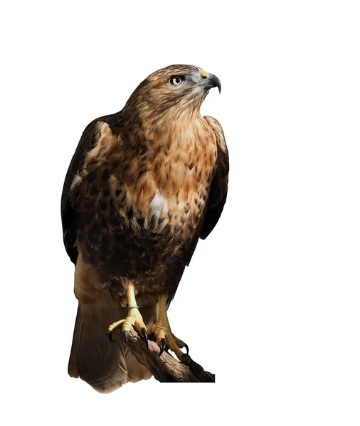Hawk Eagle Sitter Vid Solen Isolerade White — Stockfoto