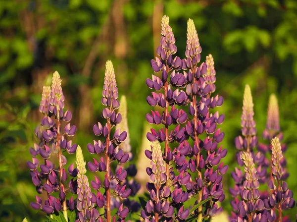 Blumen Lupinenblüte Rosa Nahaufnahme — Stockfoto