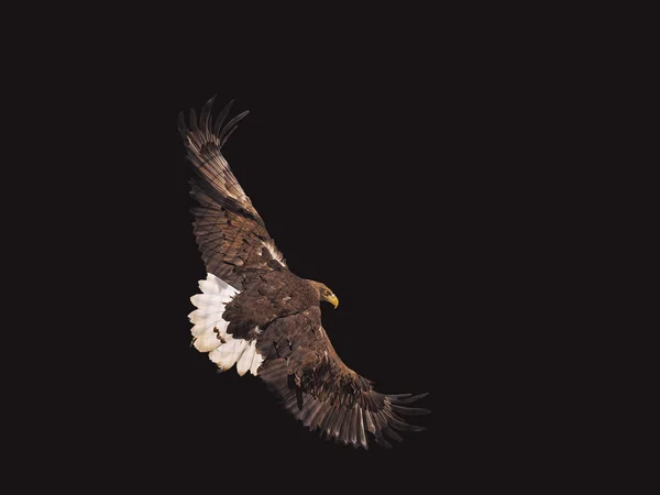 Eagle Zwarte Vliegen Ernstige Fullsize Geïsoleerd — Stockfoto