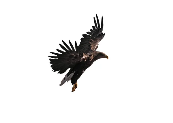 美しいホワイトで分離されて飛んでいる鷲 — ストック写真