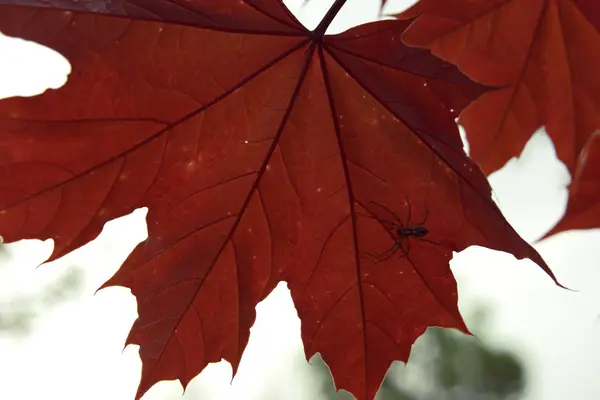 Spider Red Maple Leaf — Stock Photo, Image
