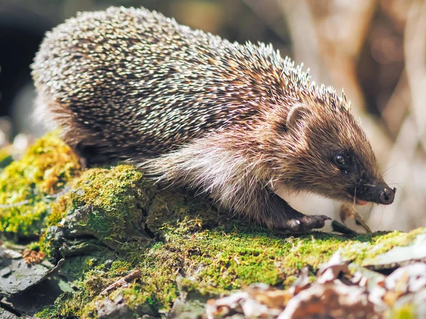 Riccio Che Viaggia Nella Foresta — Foto Stock