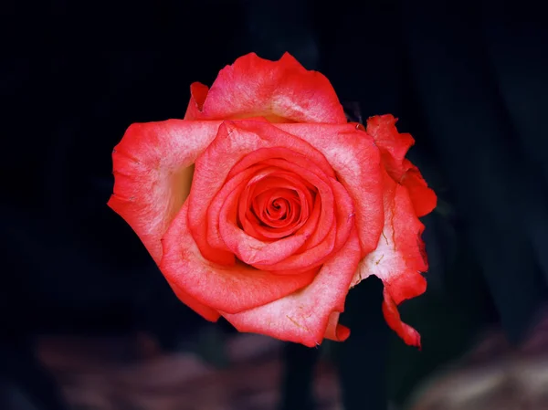 Róża Deszczu Zbliżenie — Zdjęcie stockowe