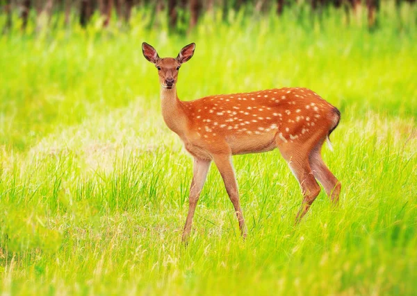 Deer Grass Meadow Cute — Stock Photo, Image