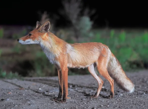 Red Fox Comes City Night — Stock Photo, Image