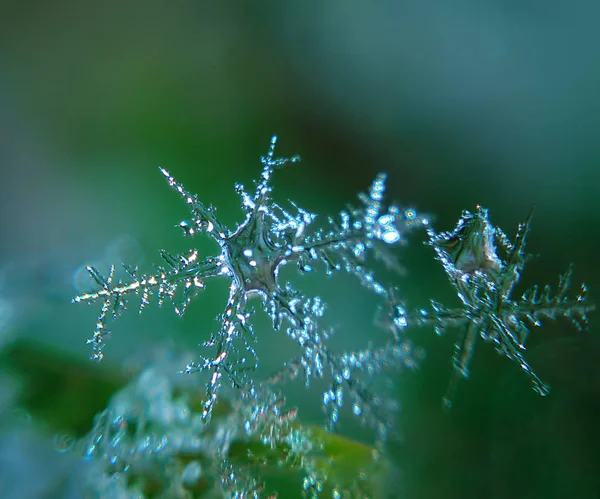 Snowflake Sepasang Kekasih — Stok Foto