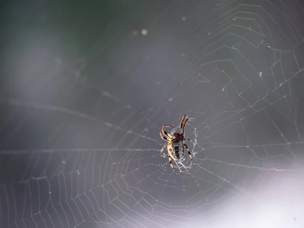 スパイダー ネットのクローズ アップを — ストック写真