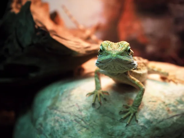 주변을 아래에서 카메라 보면에서 도마뱀 Agamidae 나선형 — 스톡 사진