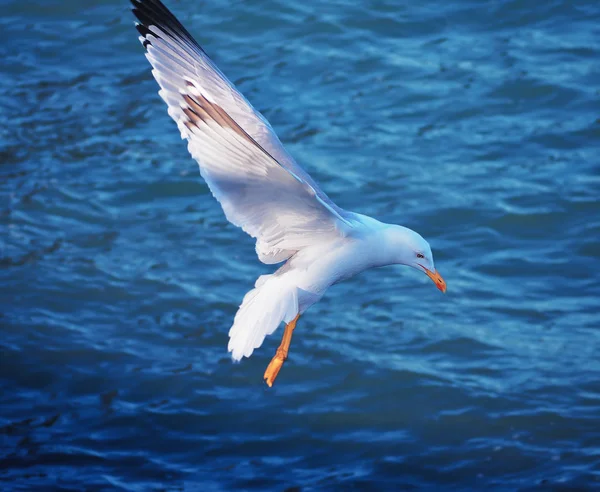 Seagul 飞越群山附近的海面 — 图库照片