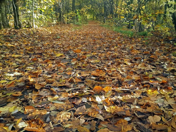 Droga Jesiennym Lesie — Zdjęcie stockowe