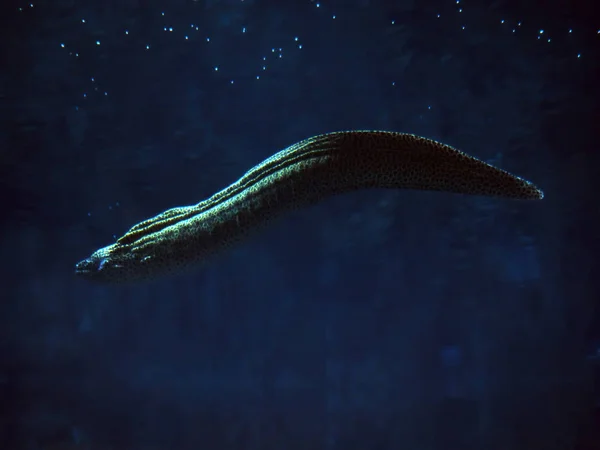 Murena Enorme Serpente Sudando Blu Dell Oceano — Foto Stock