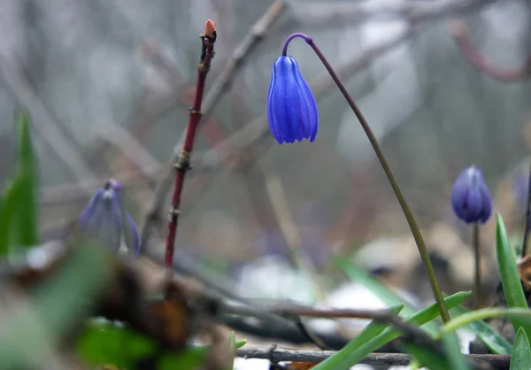 Snowdrop Sino Madeira Ficar Para Cima — Fotografia de Stock