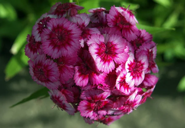 Dianthus Barbatus Rózsaszín Természetes Háttér — Stock Fotó