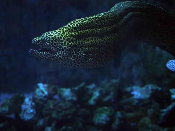 Murena Entdeckte Schlange Blauen Meer Der Nähe Der Korallen Mit — Stockfoto