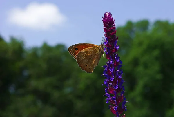 Borboleta Laranja Hyponephele Lycaon Flor — Fotografia de Stock