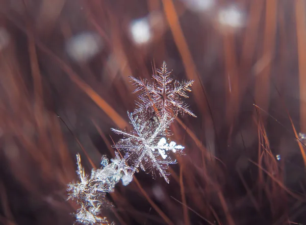 彩色背景宏上的雪花美丽 — 图库照片