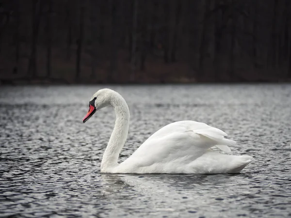 White Swan Lake Calm — Stock Photo, Image