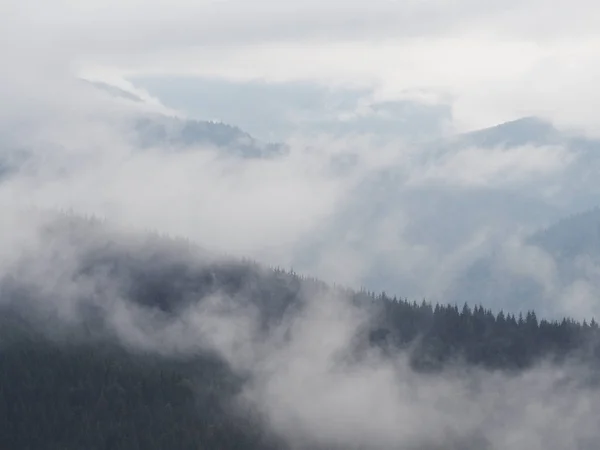 Гуманітарний Інститут Прикарпатського Гори Туман Туман Сосновий Ліс — стокове фото