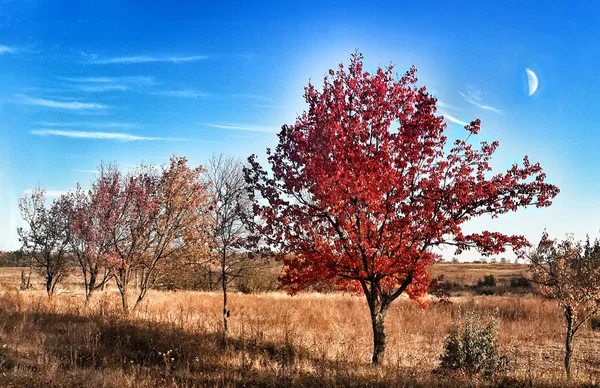 Rote Bäume Herbstlichen Wald — Stockfoto