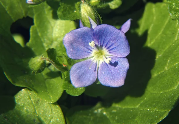 Vad Smal Kék Virág Makró — Stock Fotó