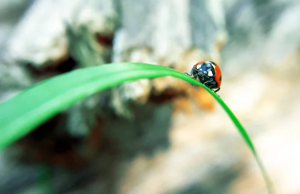 Close Ladybug Grass Stem — Stock Photo, Image