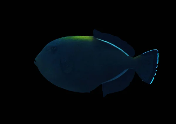 Ψάρι Μεγάλο Σκοτεινό Sweaming Απομονωμένη Στο Μαύρο — Φωτογραφία Αρχείου