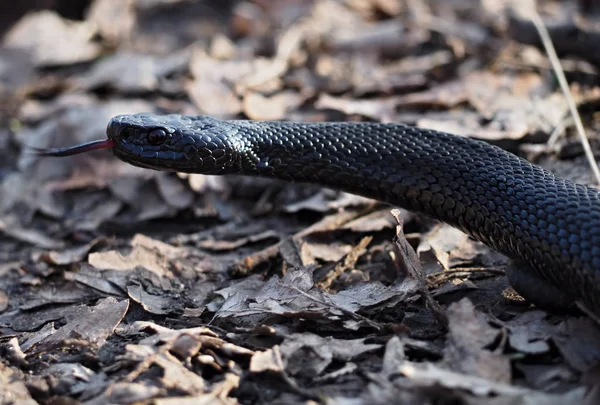 Schwarze Gefährliche Schlange Kriecht Blättern Wald — Stockfoto