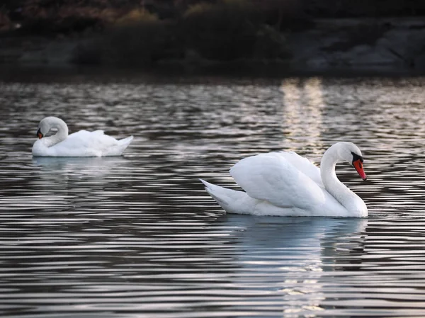Cisnes Brancos Posando Lago — Fotografia de Stock