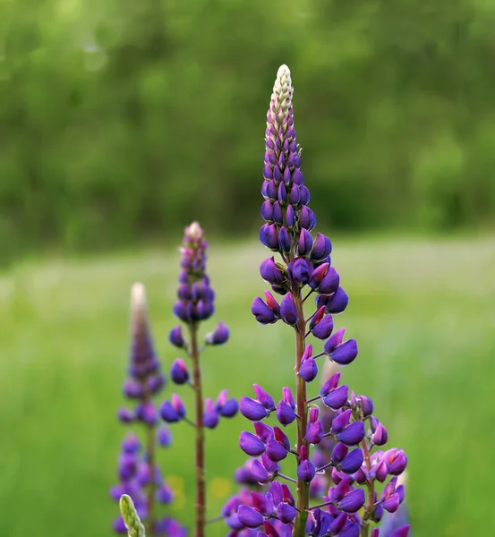 Blüht Zwei Lupinenblüten Flieder Aus Nächster Nähe — Stockfoto