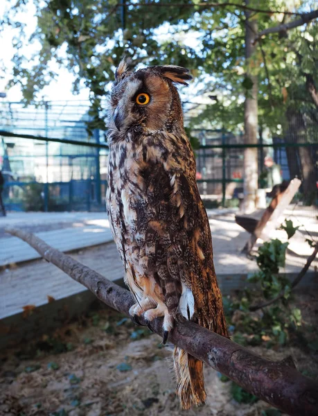 Hibou Assis Sur Banc — Photo