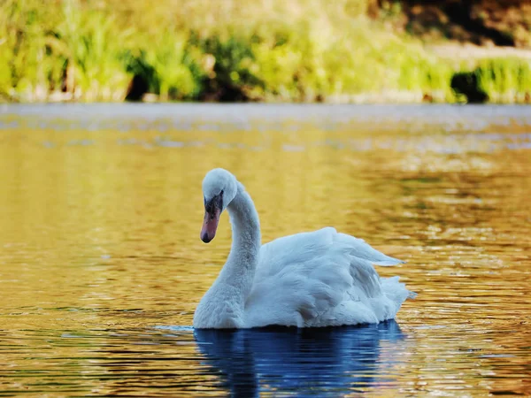 Cisne Branco Suando Belo Lago — Fotografia de Stock