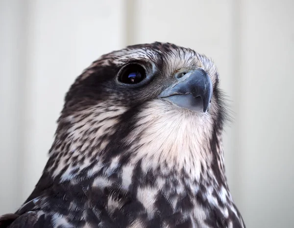 Eagle Ernstige Portret Weergave Drom Neer Witte Achtergrond — Stockfoto