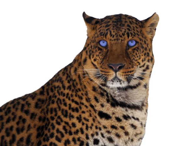 Leopard Mit Blauen Augen Großaufnahme Isoliert Auf Weiß — Stockfoto