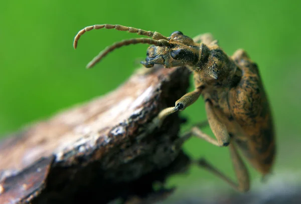 Bug Marrom Madeira Subindo — Fotografia de Stock