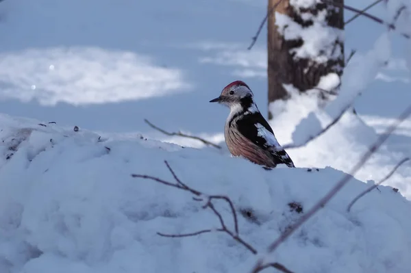 Specht Dendrocopos Medius Zitten Sneeuw — Stockfoto