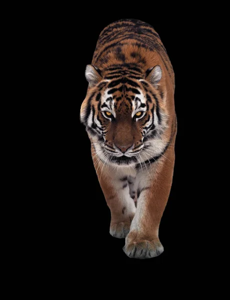 Tigre Foge Olhando Para Câmera Tamanho Real Isolado Preto — Fotografia de Stock