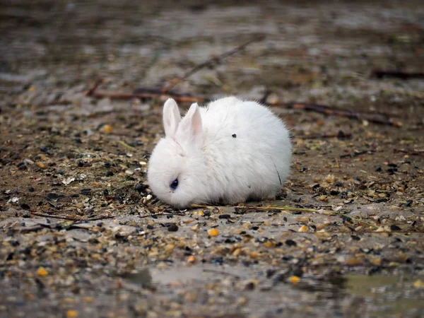 Jíst Bílé Dítě Králík — Stock fotografie