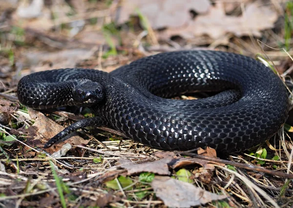 Serpiente Negra Escondida Hierba Sol Acurrucada Bola —  Fotos de Stock