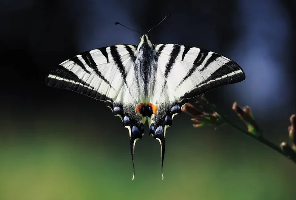 Papillon Blanc Machaon Gros Plan Vue Dessus Arrière Plan Bleu — Photo