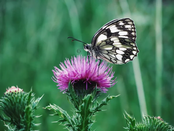 かわいい緑の芝生の上で蝶サウス Melanargia — ストック写真