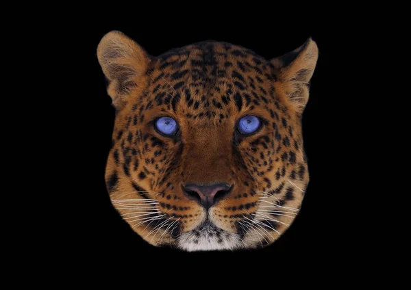 Leopard with blue eyes head isolated on blac