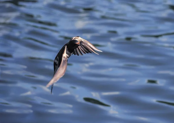 Swallow Flight Lake — Stock Photo, Image